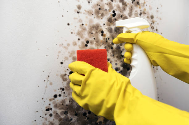 Professional Mold Remediation in West Livingston, TX
